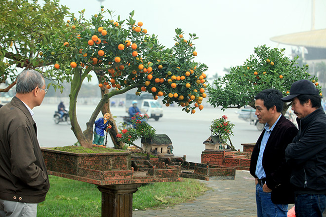 Đẹp mê hồn, quất tiểu cảnh cây đa giếng nước sân đình